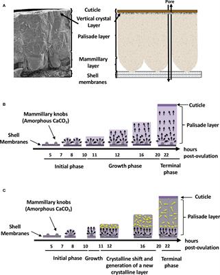 Antimicrobial Proteins and Peptides in Avian Eggshell: Structural Diversity and Potential Roles in Biomineralization